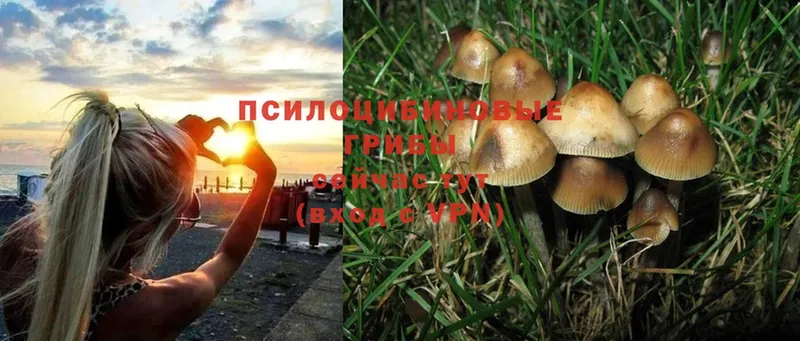 где купить наркоту  Западная Двина  Псилоцибиновые грибы Psilocybe 